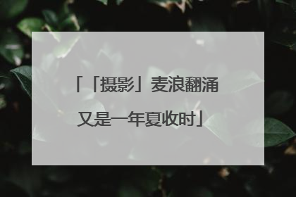 「摄影」麦浪翻涌 又是一年夏收时