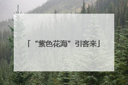 “紫色花海”引客来