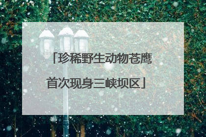 珍稀野生动物苍鹰首次现身三峡坝区