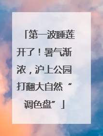 第一波睡莲开了！暑气渐浓，沪上公园打翻大自然“调色盘”