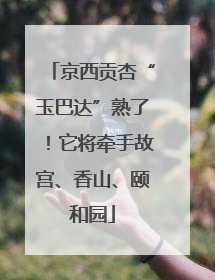 京西贡杏“玉巴达”熟了！它将牵手故宫、香山、颐和园
