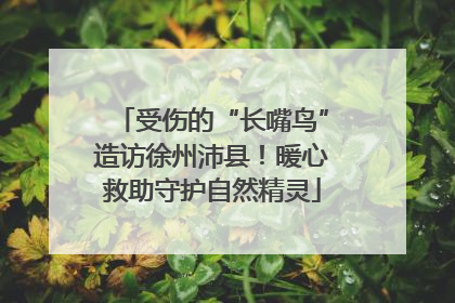 受伤的“长嘴鸟”造访徐州沛县！暖心救助守护自然精灵