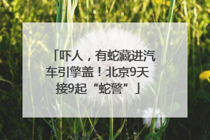 吓人，有蛇藏进汽车引擎盖！北京9天接9起“蛇警”