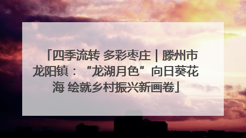 四季流转 多彩枣庄｜滕州市龙阳镇：“龙湖月色”向日葵花海 绘就乡村振兴新画卷