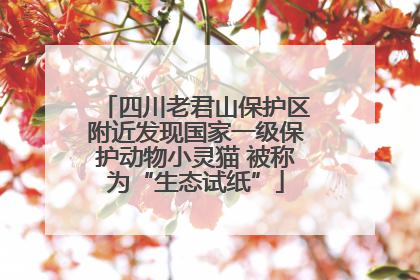 四川老君山保护区附近发现国家一级保护动物小灵猫 被称为“生态试纸”