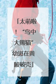 太萌啦！“鸟中大熊猫”幼崽在黄陂破壳