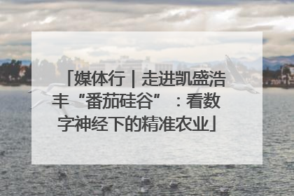 媒体行｜走进凯盛浩丰“番茄硅谷”：看数字神经下的精准农业