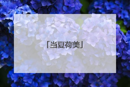 当夏荷美