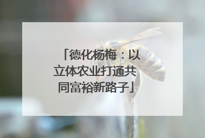 德化杨梅：以立体农业打通共同富裕新路子