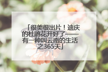 很美很出片！迪庆的杜鹃花开好了——有一种叫云南的生活之365天