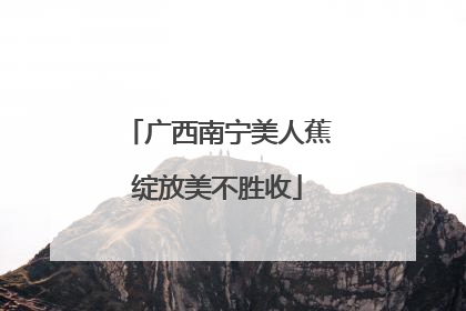 广西南宁美人蕉绽放美不胜收