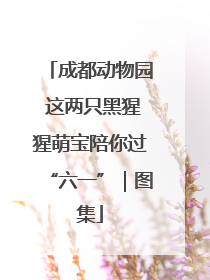成都动物园 这两只黑猩猩萌宝陪你过“六一”｜图集