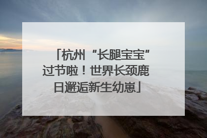 杭州“长腿宝宝”过节啦！世界长颈鹿日邂逅新生幼崽