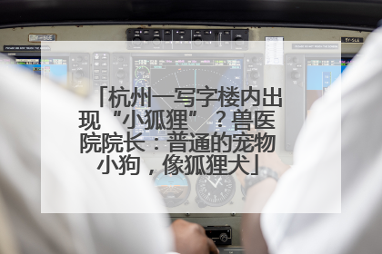 杭州一写字楼内出现“小狐狸”？兽医院院长：普通的宠物小狗，像狐狸犬