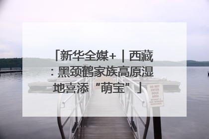 新华全媒+｜西藏：黑颈鹤家族高原湿地喜添“萌宝”