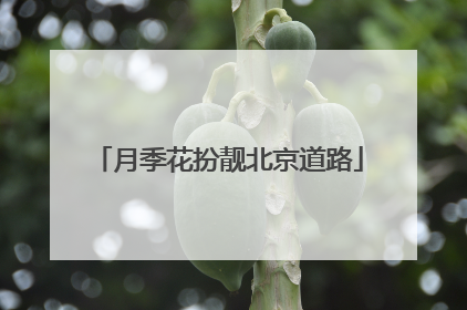 月季花扮靓北京道路