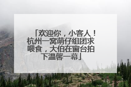 欢迎你，小客人！杭州一窝萌仔组团求喂食，大伯在窗台拍下温馨一幕