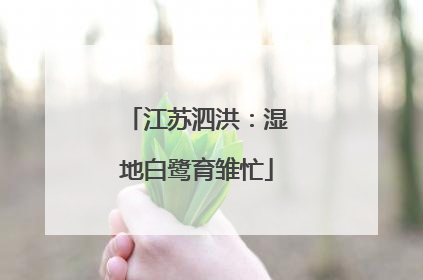 江苏泗洪：湿地白鹭育雏忙