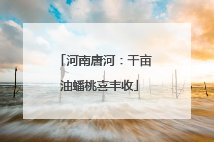 河南唐河：千亩油蟠桃喜丰收
