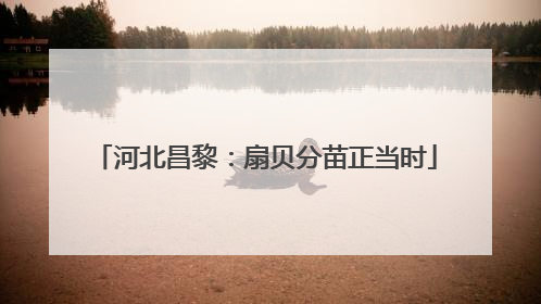 河北昌黎：扇贝分苗正当时