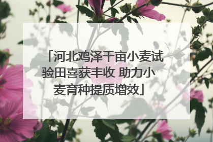 河北鸡泽千亩小麦试验田喜获丰收 助力小麦育种提质增效