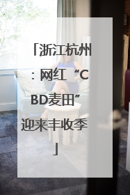 浙江杭州：网红“CBD麦田”迎来丰收季