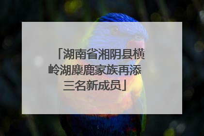 湖南省湘阴县横岭湖麋鹿家族再添三名新成员