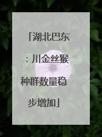湖北巴东：川金丝猴种群数量稳步增加