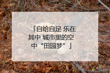 自给自足 乐在其中 城市里的空中“田园梦”