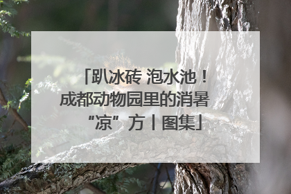 趴冰砖 泡水池！成都动物园里的消暑“凉”方丨图集