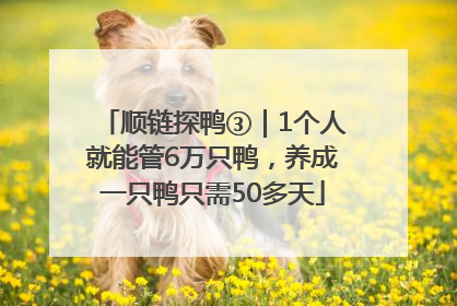 顺链探鸭③｜1个人就能管6万只鸭，养成一只鸭只需50多天
