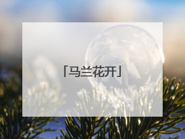 马兰花开