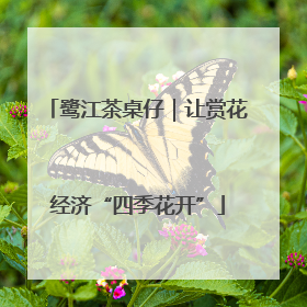 鹭江茶桌仔｜让赏花经济“四季花开”